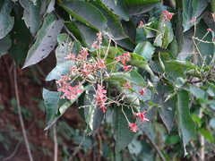 Terminalia paniculata