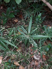 WhiteStripeSedge (Cyperus albostriatus)