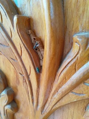 Paraleptomenes miniatus