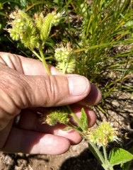 Phacelia mutabilis