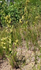Phacelia mutabilis