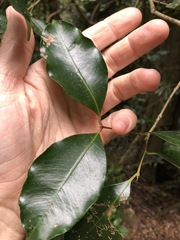 Syzygium crebrinerve