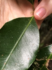 Syzygium crebrinerve