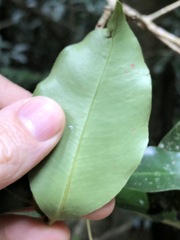 Syzygium crebrinerve