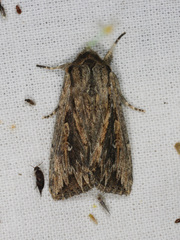 Persectania dyscrita