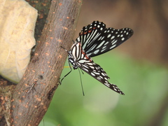 Hestina assimilis formosana
