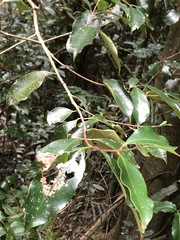 Syzygium crebrinerve