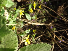 Senecio bombayensis