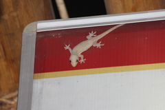 Hemidactylus frenatus