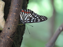 Hestina assimilis formosana