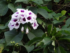 Ipomoea campanulata