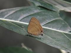 Rapala varuna formosana