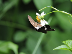Seseria formosana
