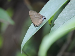 Rapala varuna formosana