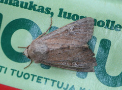 Apamea lateritia