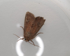 Apamea lateritia