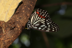 Hestina assimilis formosana