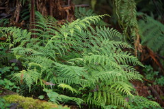 Asplenium gracillimum