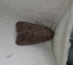 Hoplodrina blanda