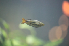 Melanotaeniidae