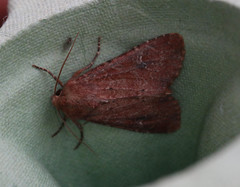 Apamea lateritia