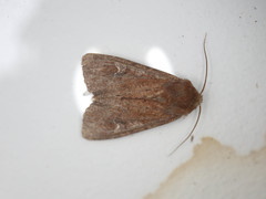 Apamea lateritia