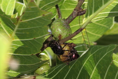 Protaetia orientalis