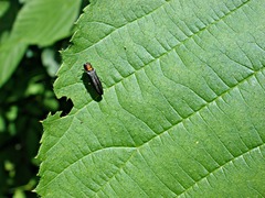 Agrilus ruficollis
