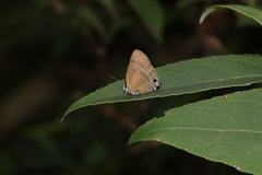 Rapala varuna formosana