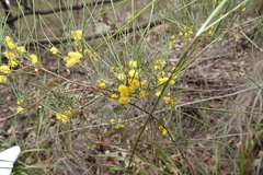 Acacia juncifolia