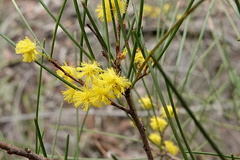 Acacia juncifolia