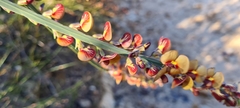 Bossiaea scolopendria