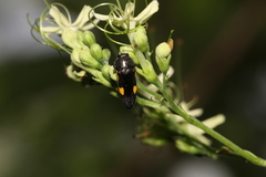Acmaeodera luzonica volkovitshi