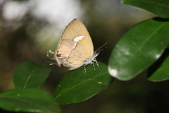 Horaga albimacula triumphalis