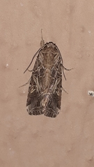 Spodoptera litura