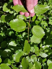 Viburnum ellipticum