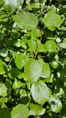 Viburnum ellipticum