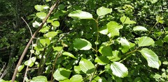 Viburnum ellipticum