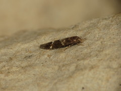 Mompha subbistrigella