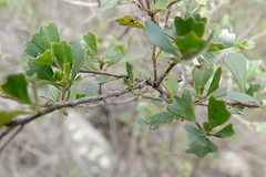 Dodonaea triangularis