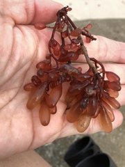 Botryocladia pseudodichotoma