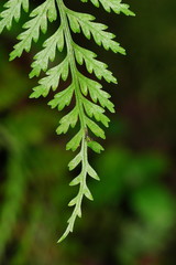 Asplenium gracillimum