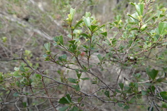 Dodonaea triangularis