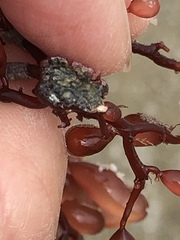 Botryocladia pseudodichotoma