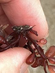 Botryocladia pseudodichotoma