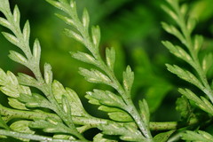 Asplenium gracillimum