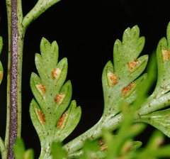 Asplenium gracillimum