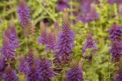 Pogostemon deccanensis