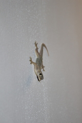 Hemidactylus frenatus