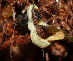 Fletchamia mediolineata